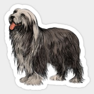 Cute Bearded Collie Sticker